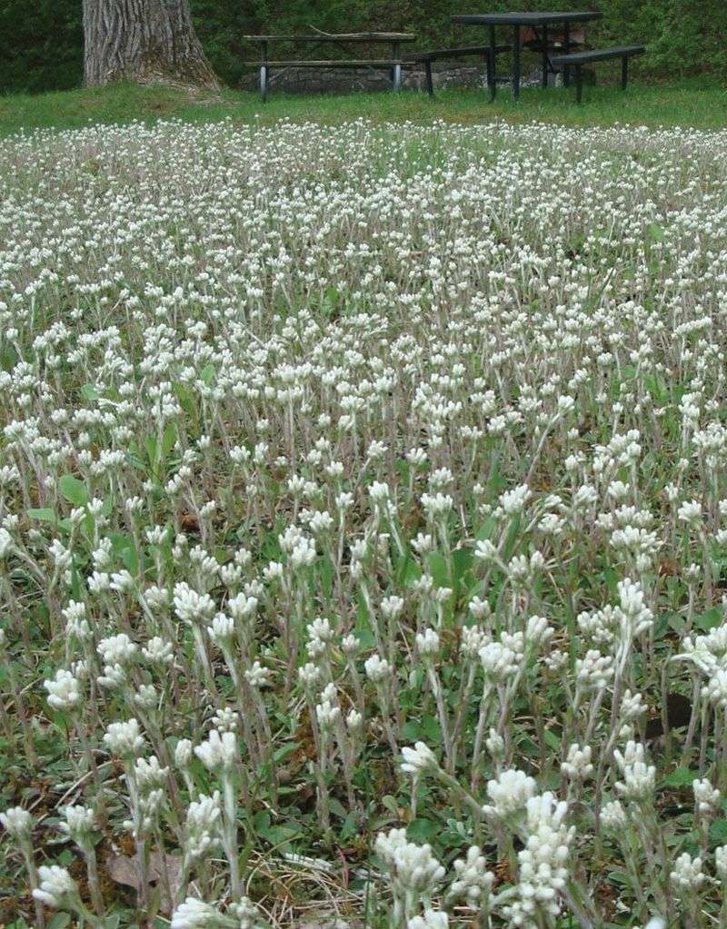 Plantain-Leaved Everlasting Forms Silvery Mats Plantain-Leaved Everlasting Forms Silvery Mats