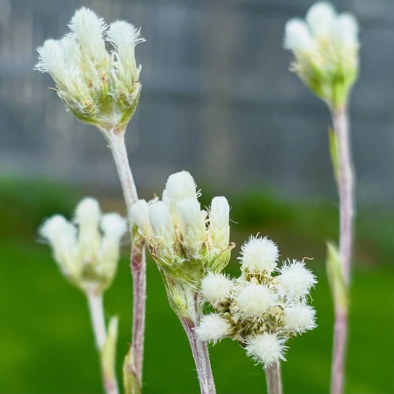 Plantain Pussytoes Provides Woolly Silver Native Foliage Plantain Pussytoes Provides Woolly Silver Native Foliage