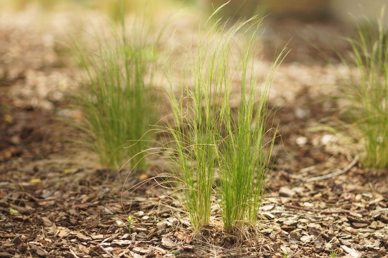 Planting And Dividing This Sedge For Faster Coverage