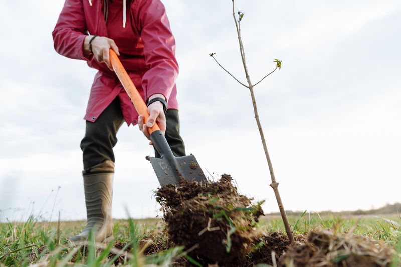 Planting And Early Growth Timeline