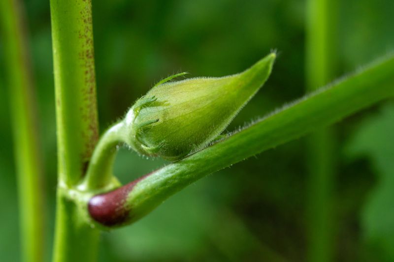 Planting And Growing Tips For Maryland's Climate