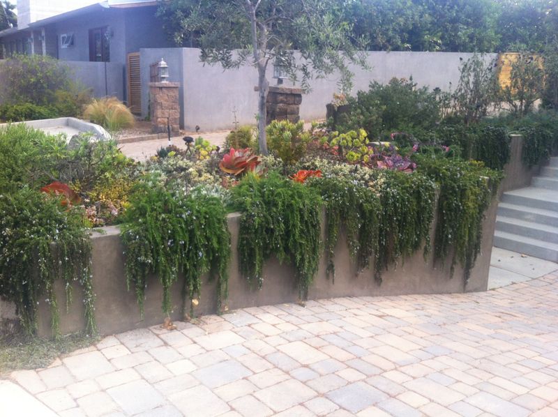 Planting And Maintenance Tips For A Thriving Ground Cover