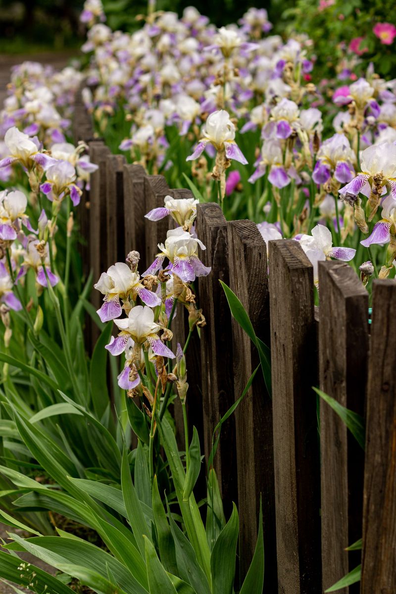Planting Bearded Iris In Old Homestead Beds Planting Bearded Iris In Old Homestead Beds