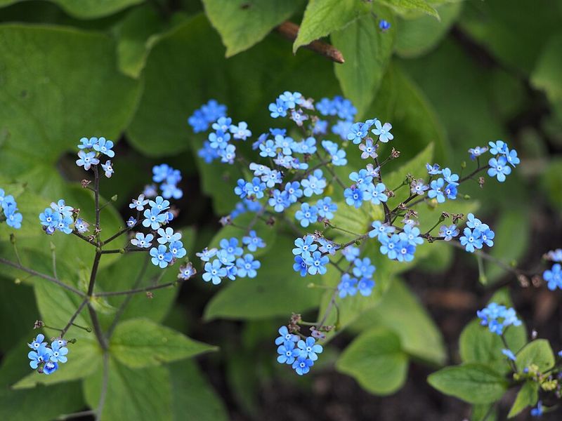 Planting Brunnera In Your Shaded Flower Beds
