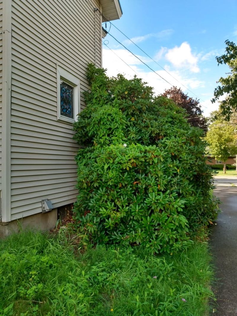 Planting Dense Shrubs Tight Against The Wall Planting Dense Shrubs Tight Against The Wall