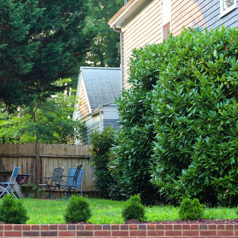 Planting Dense Shrubs Under Trees