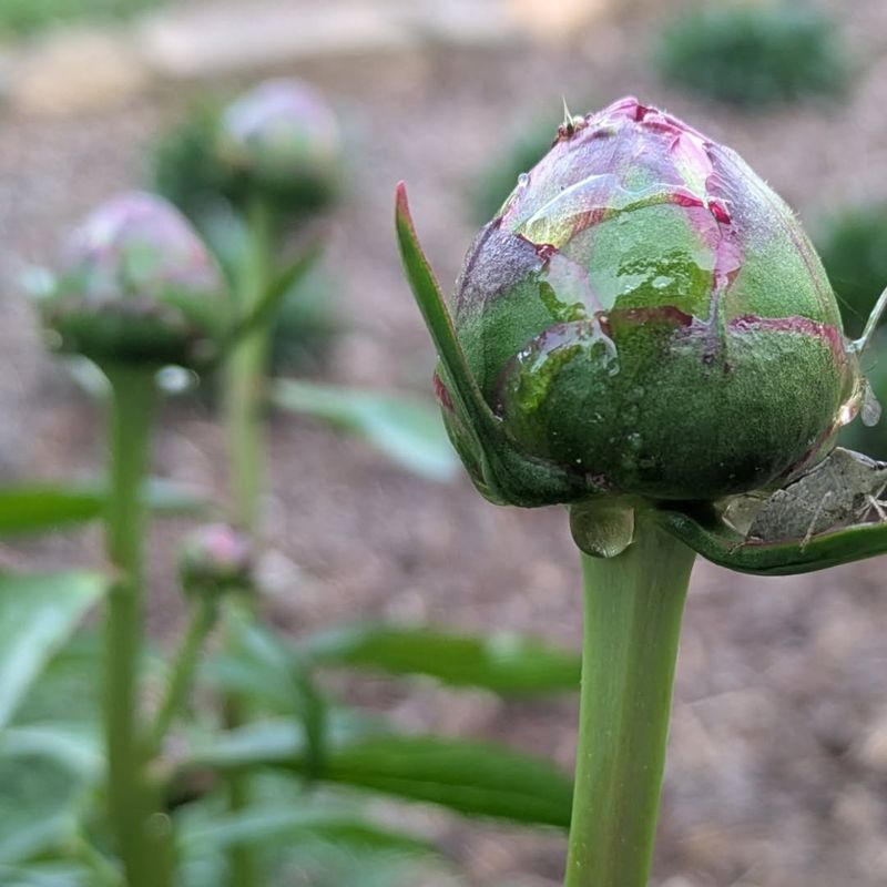 Planting Depth Problems Cause More Bloom Failure Than Lack Of Division Planting Depth Problems Cause More Bloom Failure Than Lack Of Division