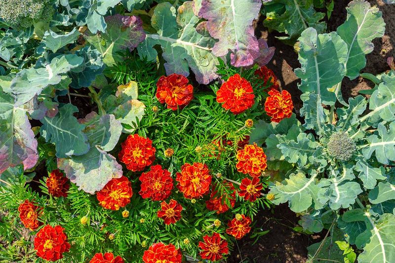 Planting For Natural Pest Control Planting For Natural Pest Control