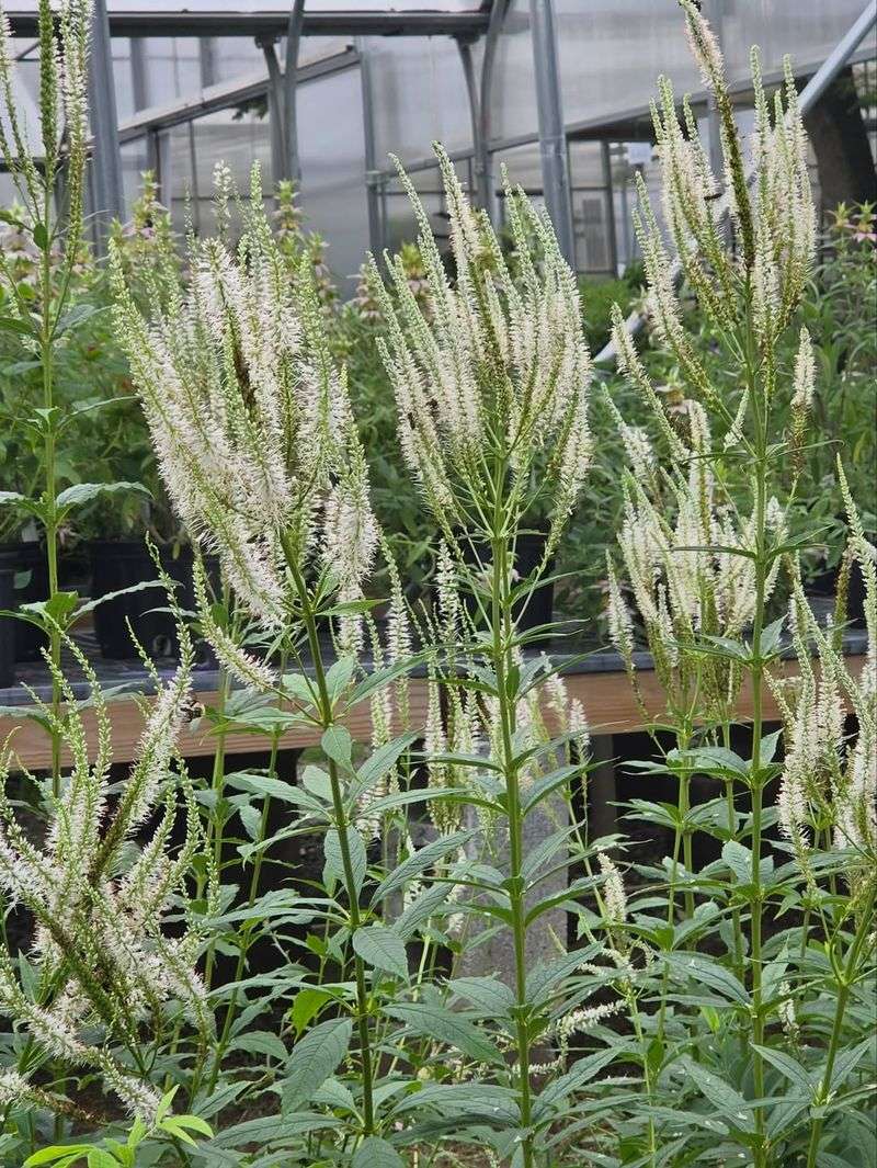 Planting In Groups Creates A Stronger Pollinator Display