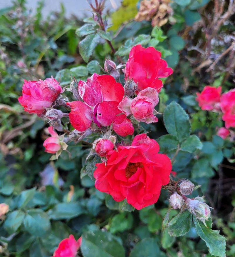 Planting Mildew-Prone Favorites In Too Much Shade