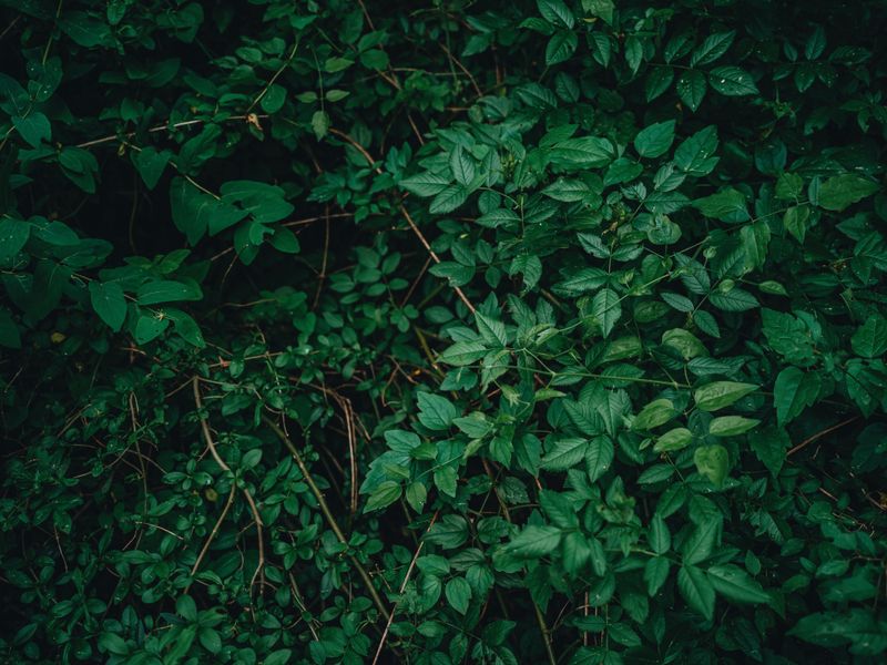 Planting Native Thickets And Brush