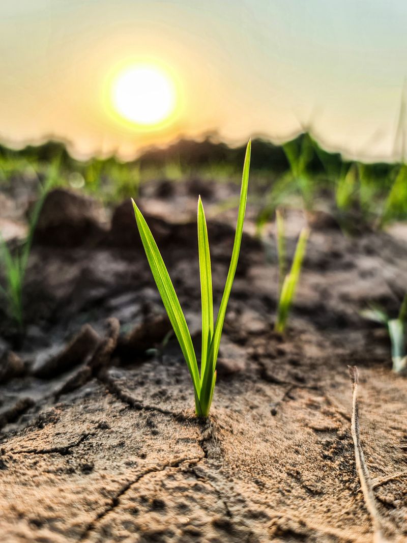 Planting New Roots In Scorching Afternoon Sun
