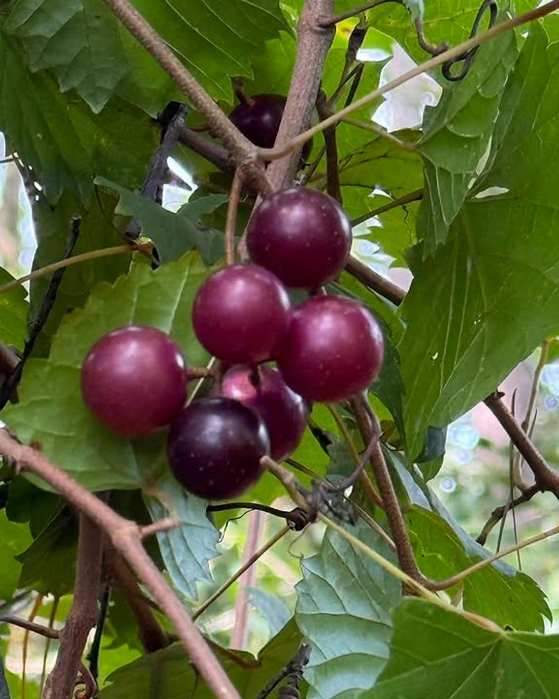 Planting Only Female Vines Without A Pollinator