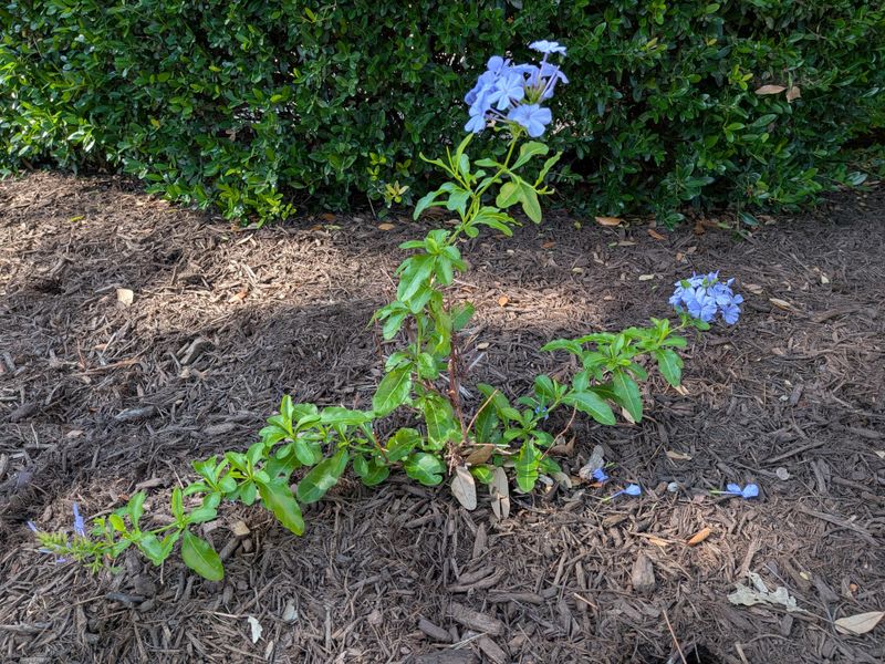 Planting Plumbago In Too Much Shade