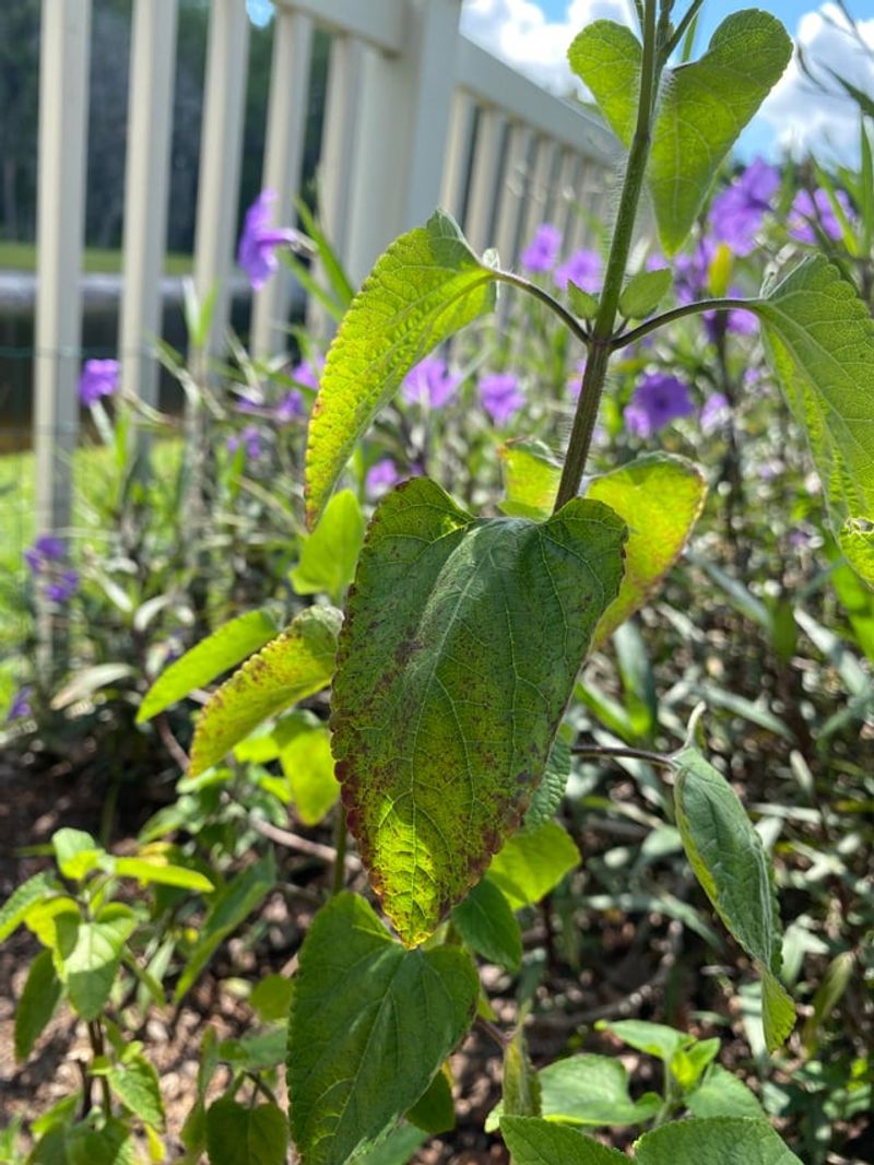 Planting Salvia Where Airflow Stays Poor