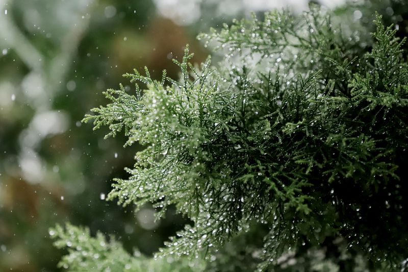 Planting Species Unsuited To Oregon's Wet Winters Planting Species Unsuited To Oregon's Wet Winters