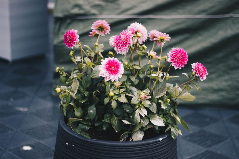Planting Time And Site Prep For Maximum Blooms Planting Time And Site Prep For Maximum Blooms