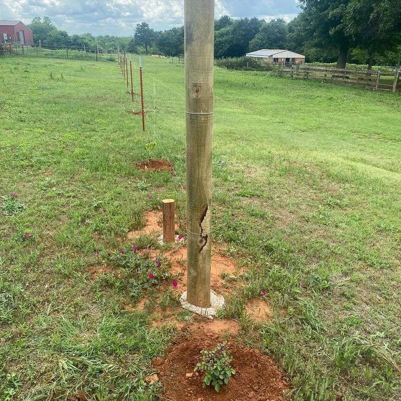 Planting Too Close To The Property Line