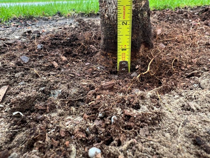 Planting Too Deep In The Ground