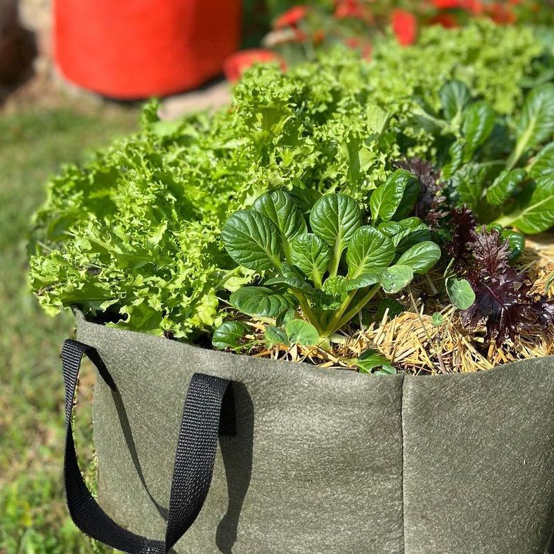 Plants Are Easier To Move When Needed