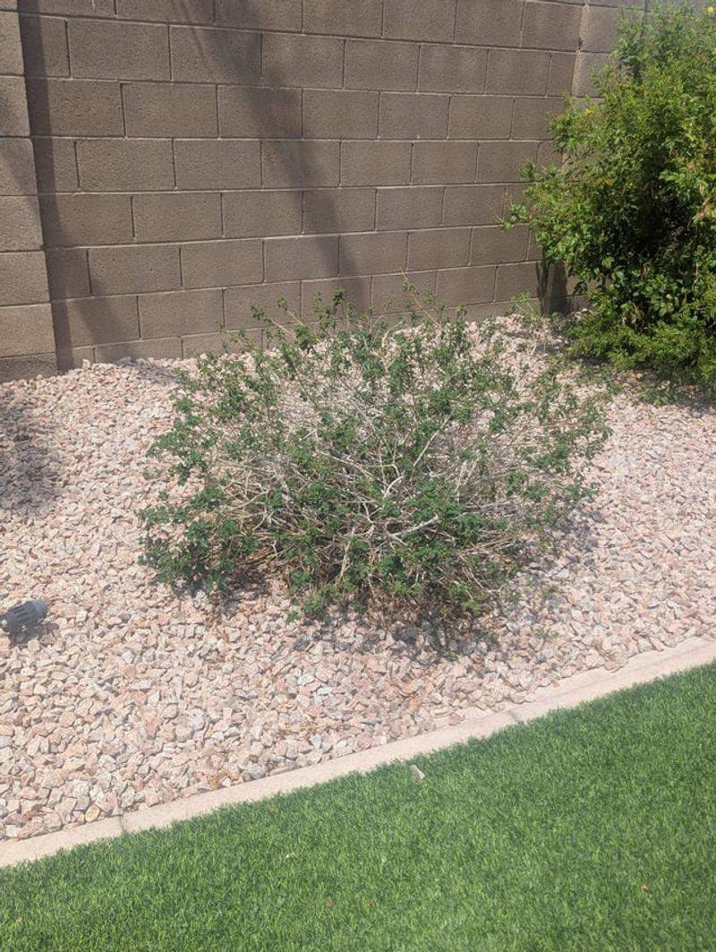 Plants Can Struggle In Hot Rock Beds