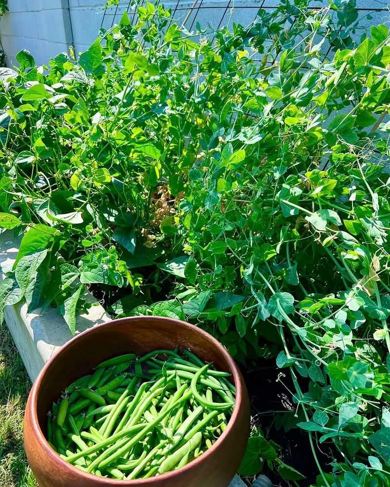 Plants Have Space For Air And Sun