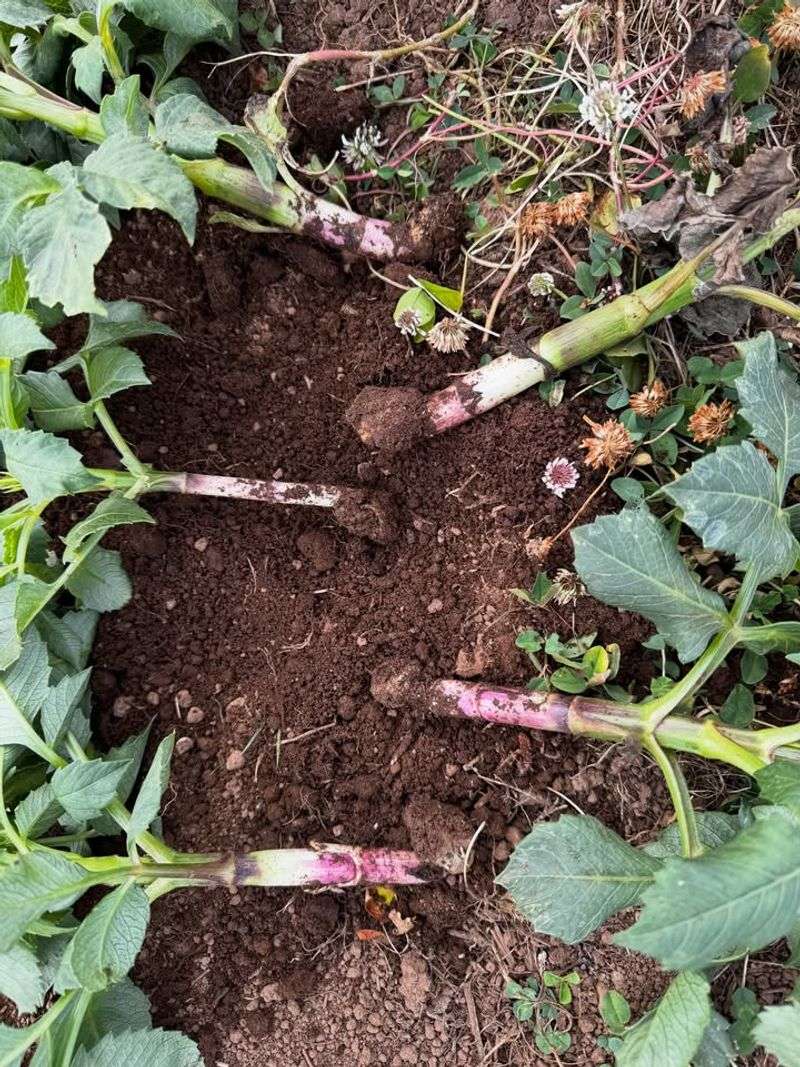 Plants Lean With Chewed Roots Plants Lean With Chewed Roots