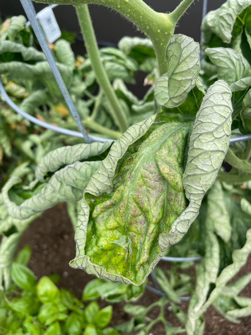 Plants Most Vulnerable To Fertilizer Burn Plants Most Vulnerable To Fertilizer Burn