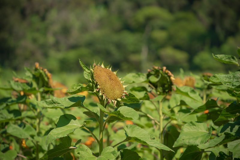 Plants Naturally Slow Growth In Late Summer Plants Naturally Slow Growth In Late Summer