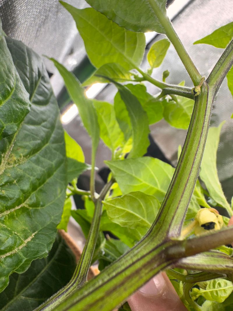 Plants Need Afternoon Relief