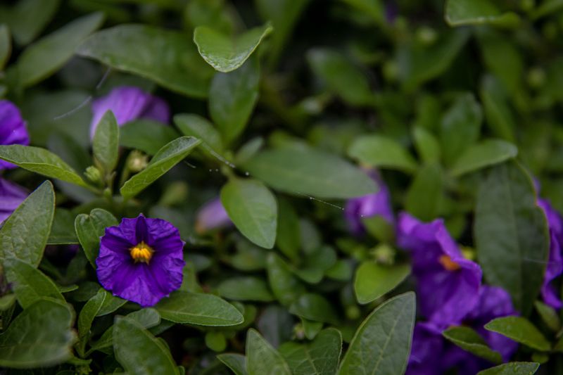 Plants Often Bloom Too Early, Sometimes By August