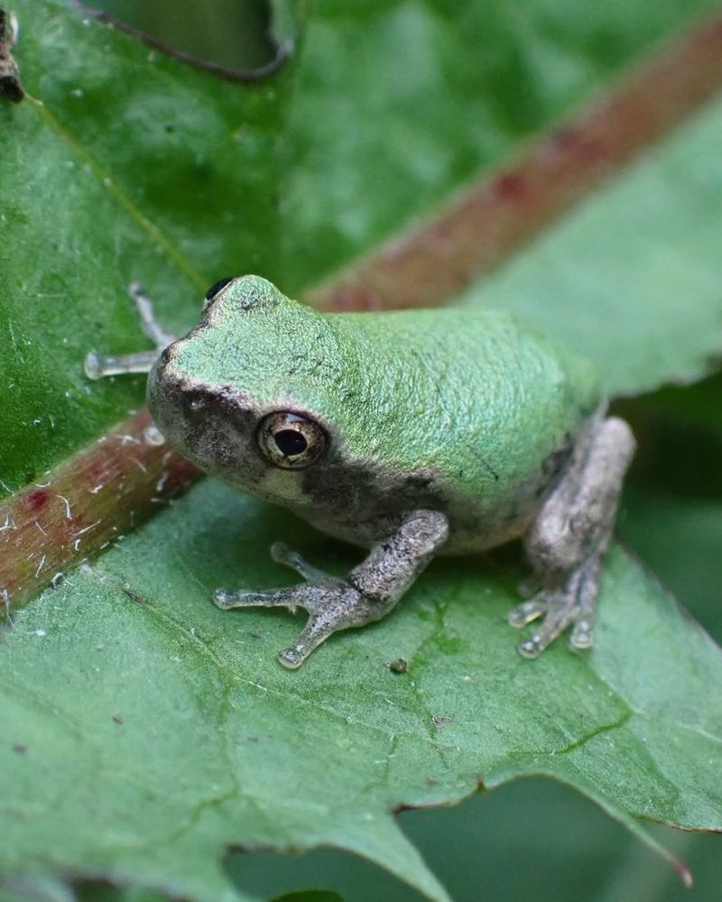 Plants Provide Shelter During The Day