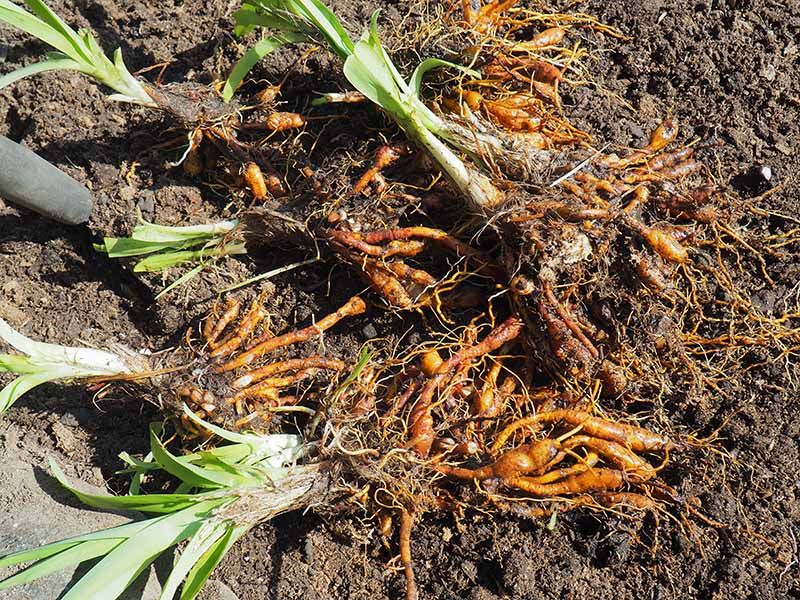 Plants Recover Before Dormancy Sets In Plants Recover Before Dormancy Sets In