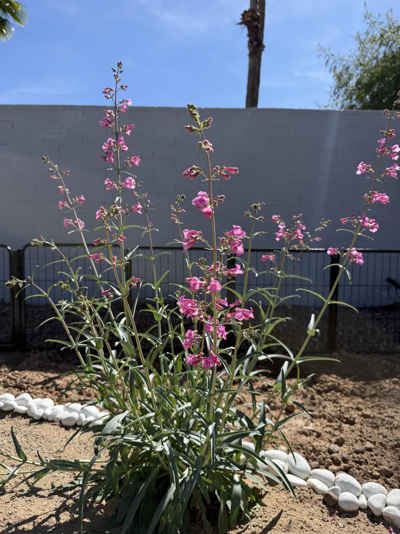 Plants Return Year After Year With Proper Care