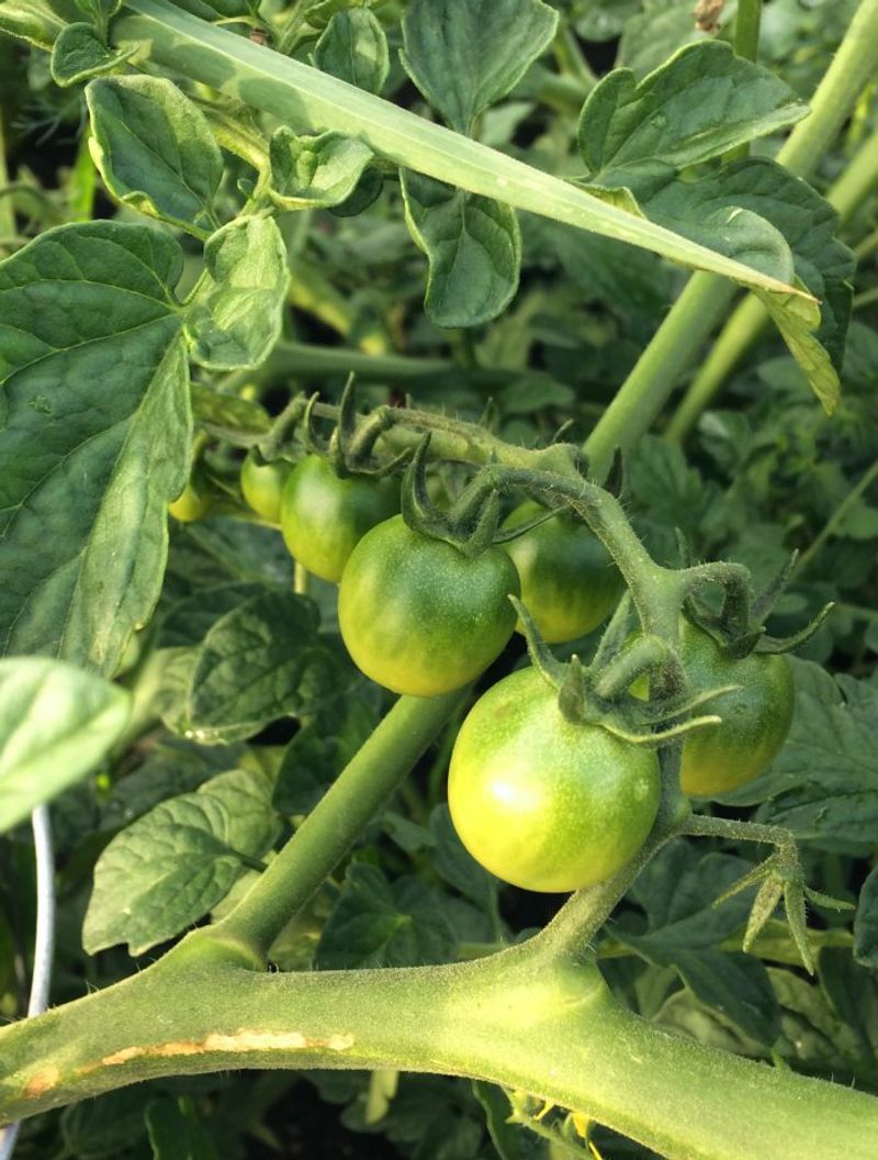 Plants Stop Growing As Heat Builds Plants Stop Growing As Heat Builds