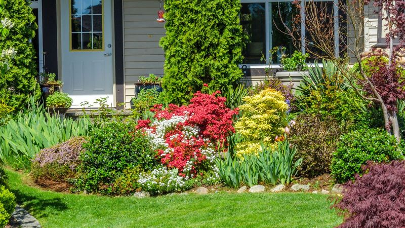 Plants Touching Windows Or Siding Plants Touching Windows Or Siding