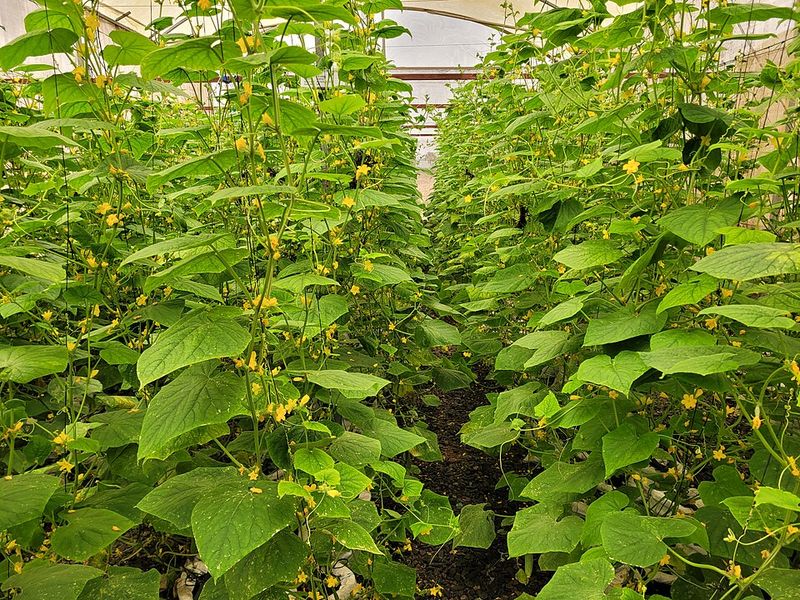 Plants Typically Yield For Six To Eight Weeks Plants Typically Yield For Six To Eight Weeks