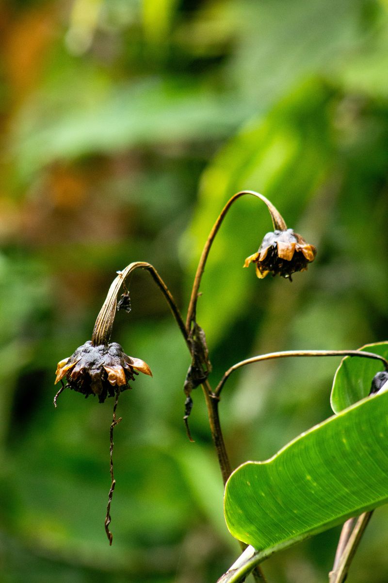 Plants Wilt Despite Regular Watering