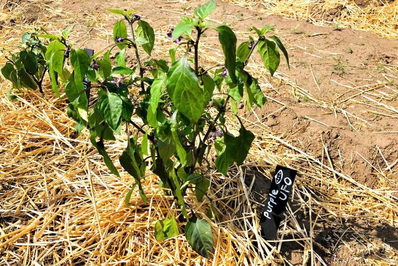 Plants Wilt Unusually Quickly During Dry Weather
