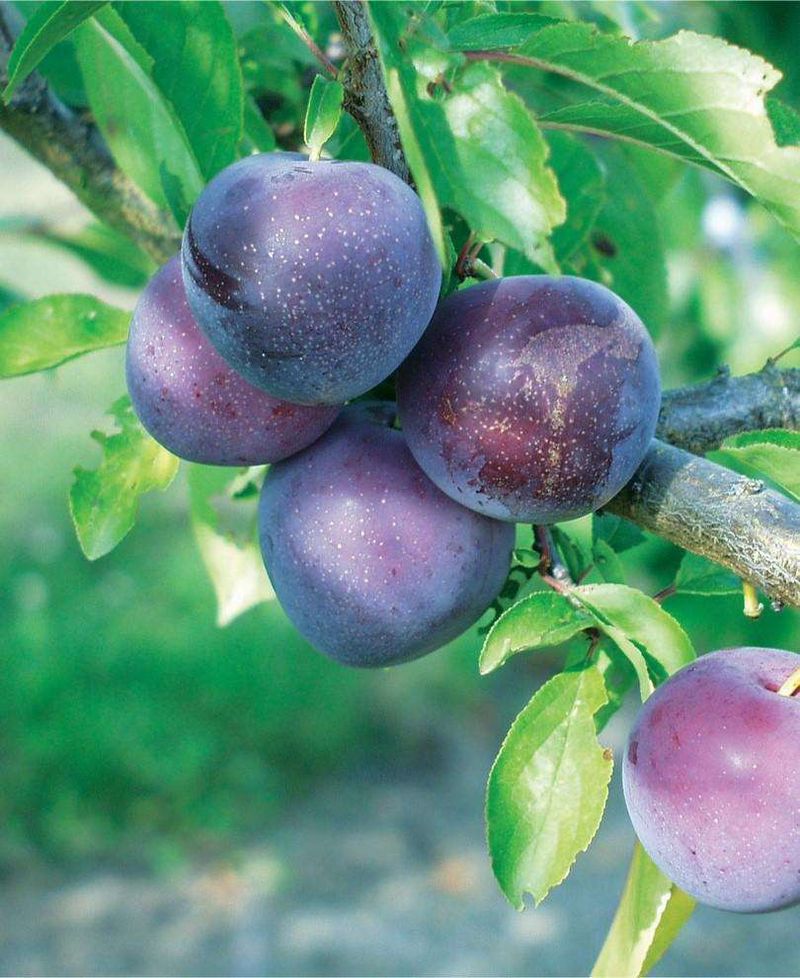 Plum