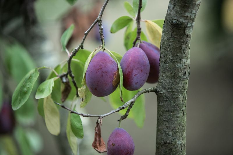 Plum