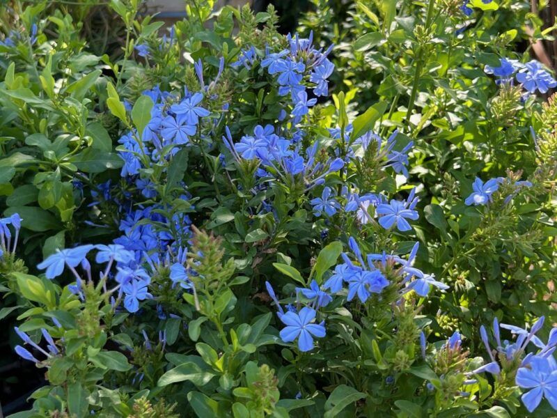 Plumbago Is Naturally Heat-Tolerant