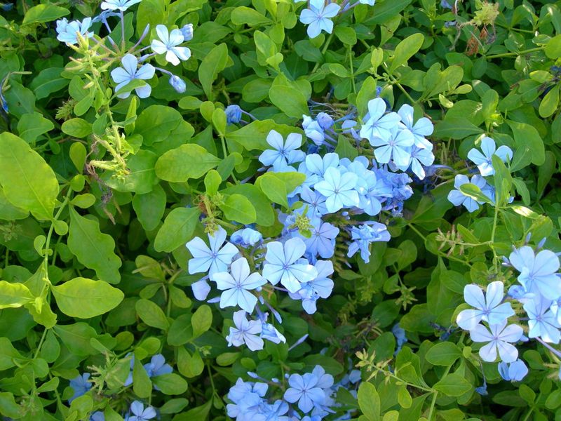 Plumbago Keeps Blooming After A Light Cutback Plumbago Keeps Blooming After A Light Cutback