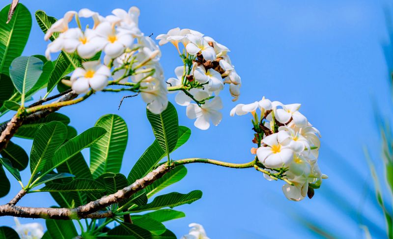Plumeria