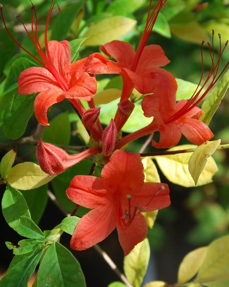 Plumleaf Azalea Is The Shrub Blooming In Late Summer