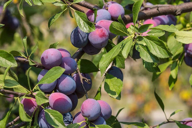 Plums Can Overload Branches Fast Plums Can Overload Branches Fast