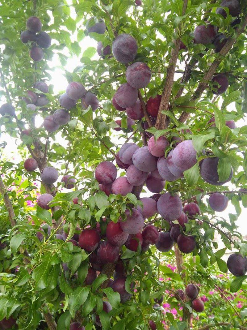 Plums Need Light Summer Thinning