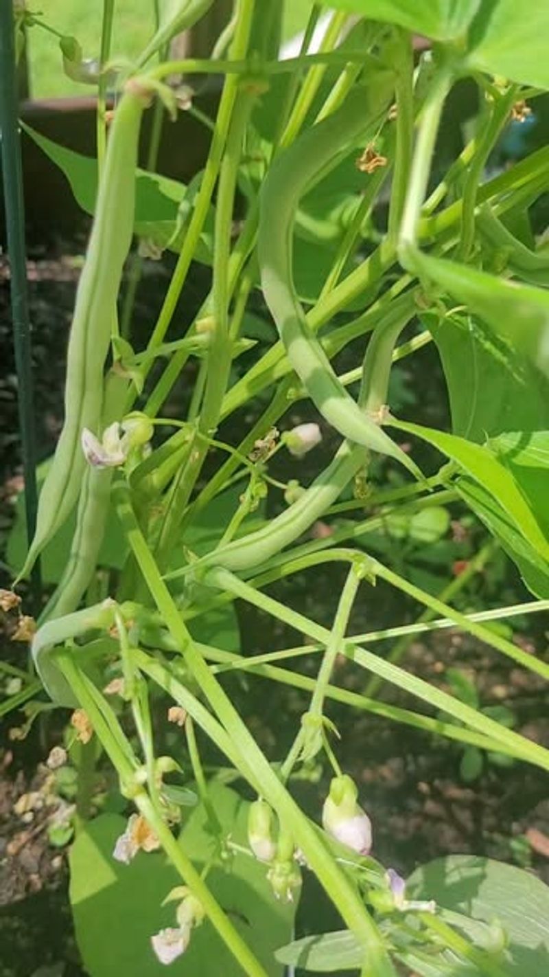 Pods Look Firm, Smooth, And Tender