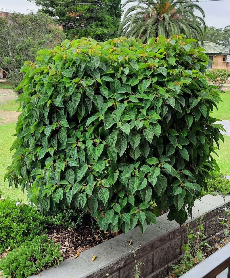 Poinsettias Need Their Final Pinch Before Buds Form Poinsettias Need Their Final Pinch Before Buds Form