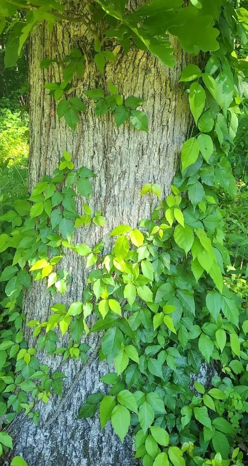 Poison Ivy Poison Ivy